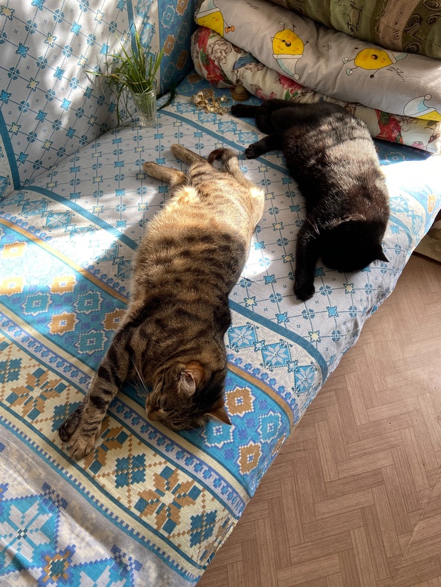 Есть синхронное плавание, а у моих котов синхронное ле?...