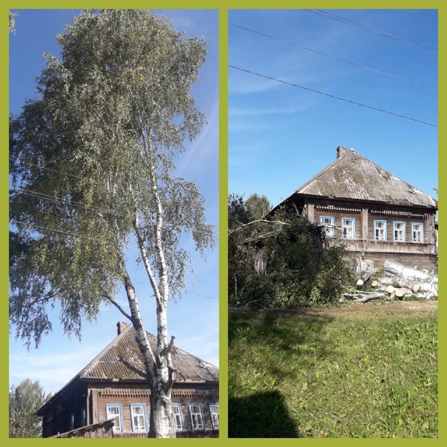 СПИЛИМ ЛЮБОЕ ДЕРЕВО (рядом с домами, проводами, заборам...