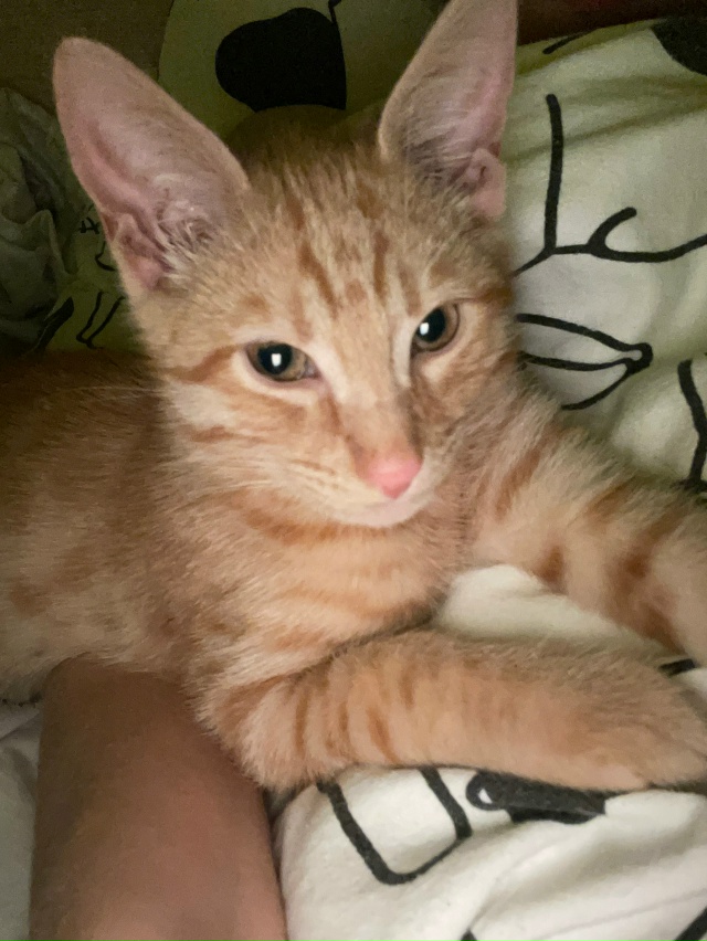 ❗️Потерялся котенок 4 месяца❗️
На улице сосновая 19, е...