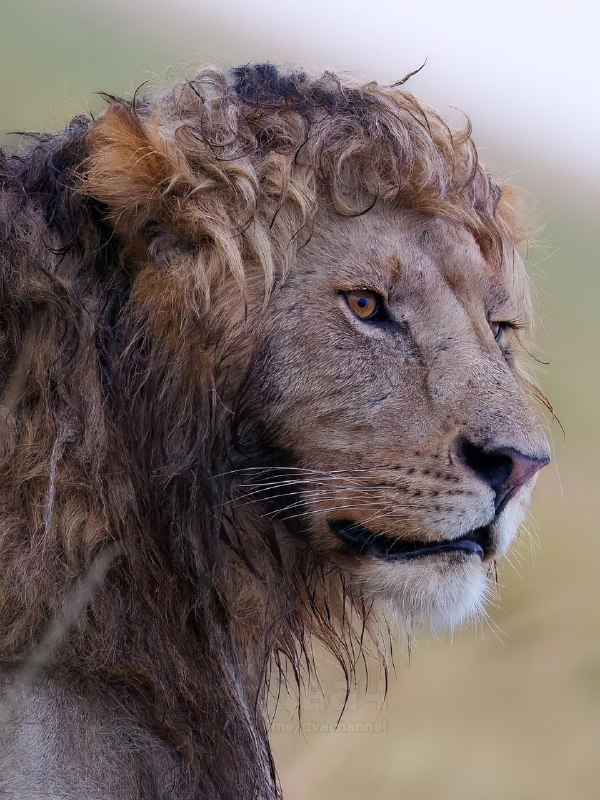 Фотограф дикой природы снял льва с идеально кудрявой гривой
Учёные считают, что такие завитки появи
