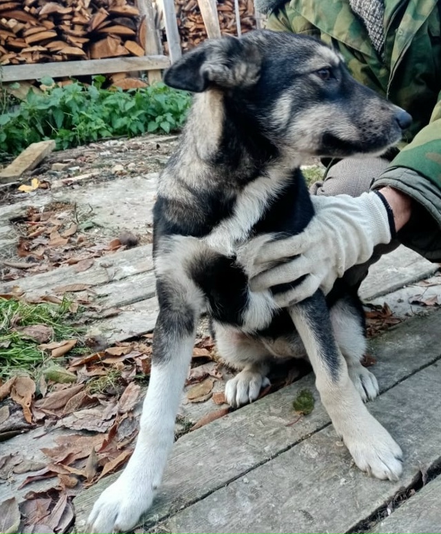 Остался один щеночек
Зовут Рада?
Мать в отлове. Взяла...