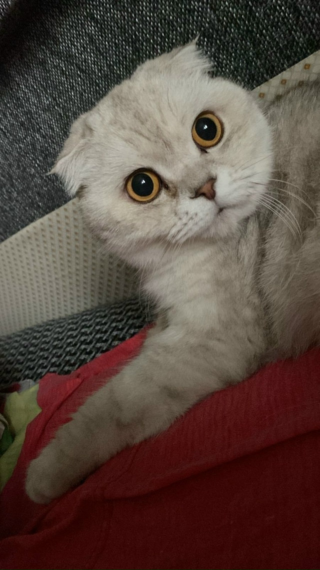 Внимание!!! Люди добрые, помогите🙏
8.11.2025 г пропал кот, в...