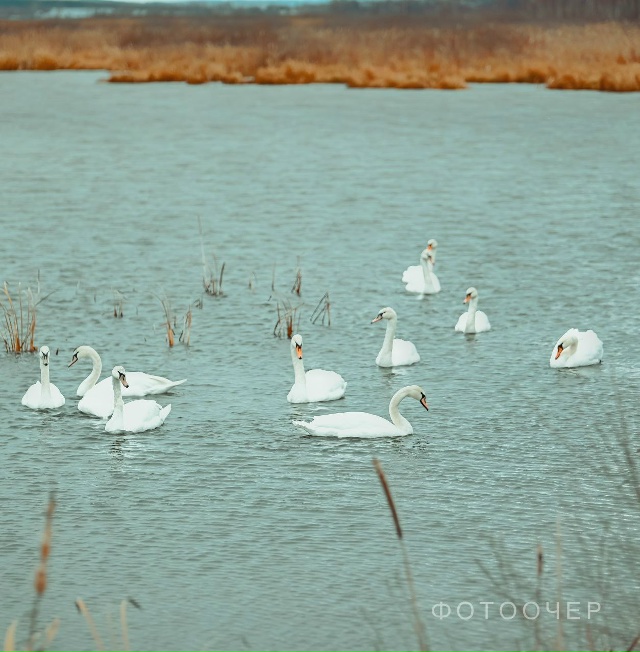 Красавцы-лебеди на Павловском пруду в Очере 🦢