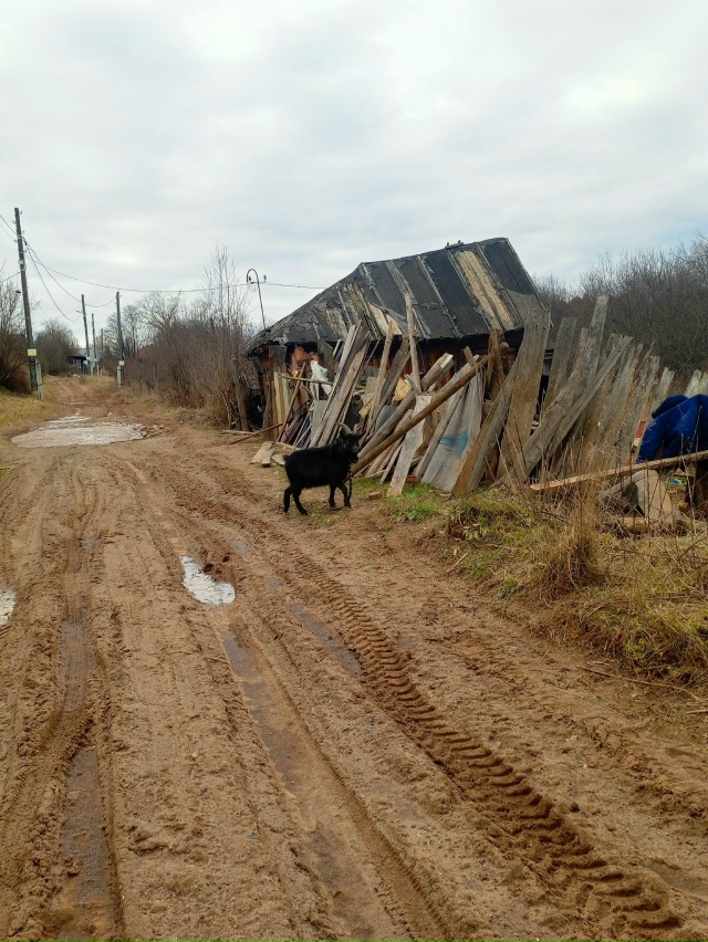 Уже больше недели не видим хозяйку у козлячьего стада. ...