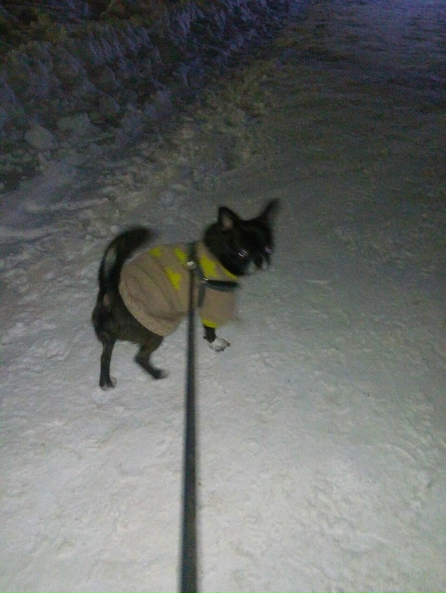 Г1 1.11.25 во время прогулки с маленькой собачкой Максом н?...