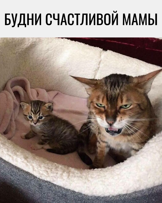 Когда мама чуть-чуть устала