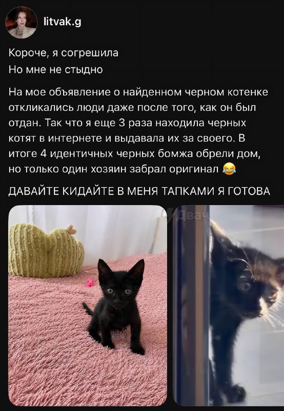 Тян выдала четырёх чёрных котят за одного и того же — так все они нашли дом
Первого котёнка с фото