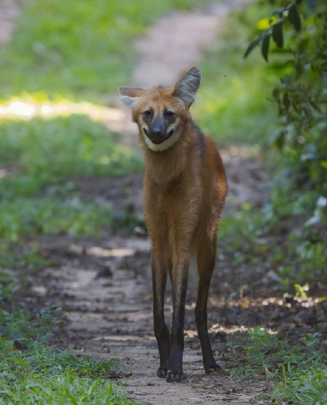 Новая звезда соцсетей — самый безобидный волк породы гуара, который обитает в Южной Америке
Это оче