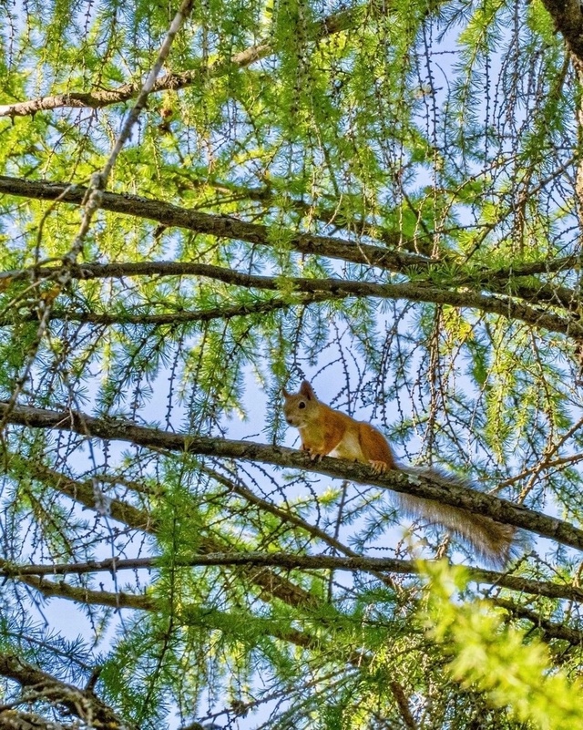 Белочки в Волжском парке 🐿 📷 Сергей Чекалов