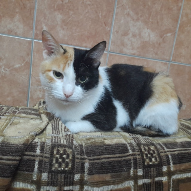 ЛЮСЯ В ПОИСКЕ ДОМА 🏠.
А вы знает, что️
К счастью трехцв...