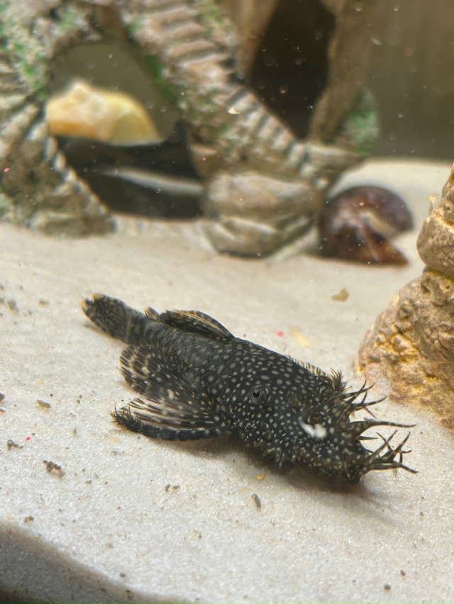 Добрый день. Отдам в добрые руки сомиков
Самовывоз