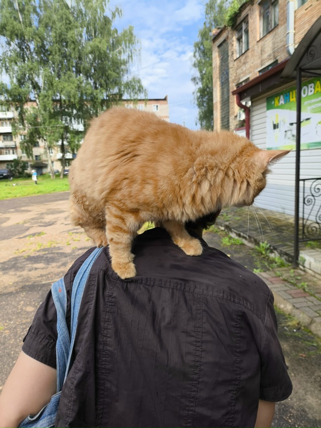 Чей кот потерялся!!! Находится возле почты пос Верхнедн...