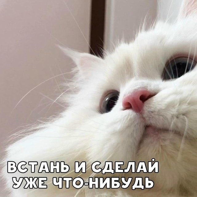 Просыпайся и покорми котика!
