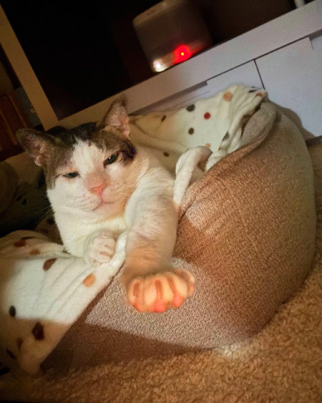 У президента Индонезии есть кот, у которого есть личная охрана
Кота зовут Бобби Кертанегара. Он счи