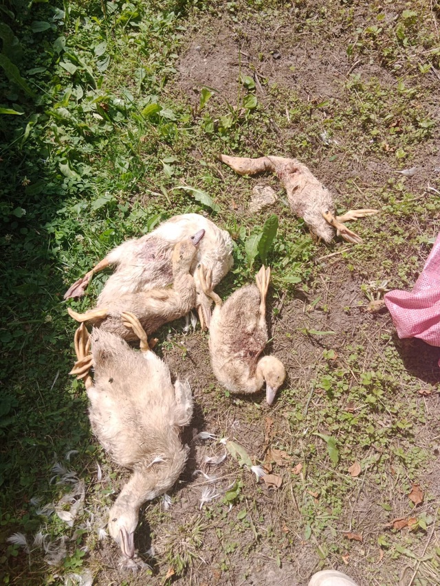 Ну кто там пел про то, что дикая стая собак в Горетово э?...