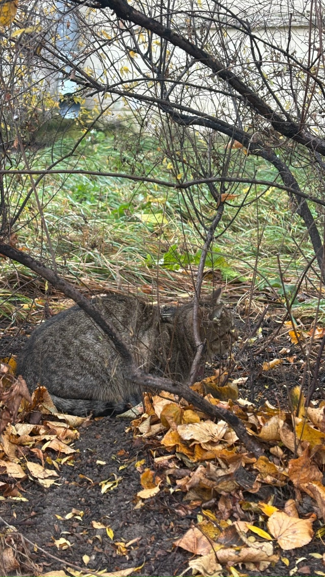 Котик с ошейником и брелочком, трусливый, у дома Ленина...