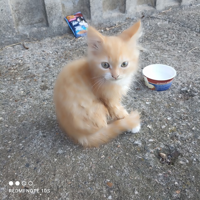 Маленький котенок кричит на Рябикова 13! Возможно потер...