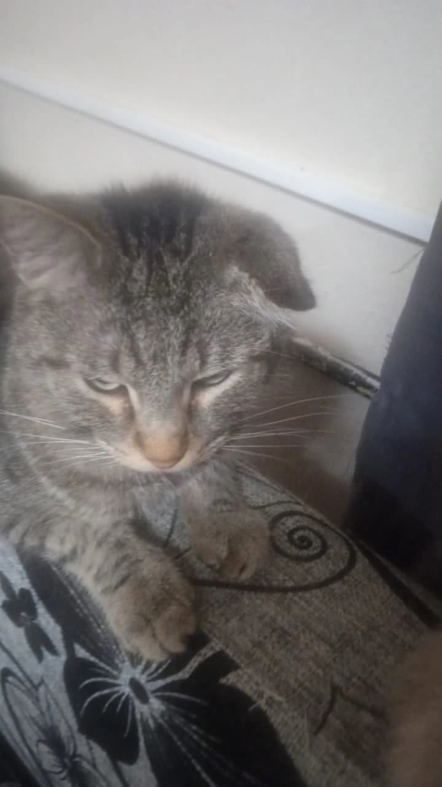 Друзья. 🆘🆘🆘🆘
Вот такой котик попался на пути. У кот?...
