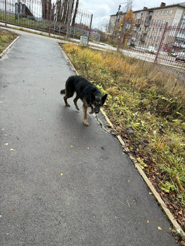 Похожа на овчарку, бегает по парку. Может кто-то ищет. А?...