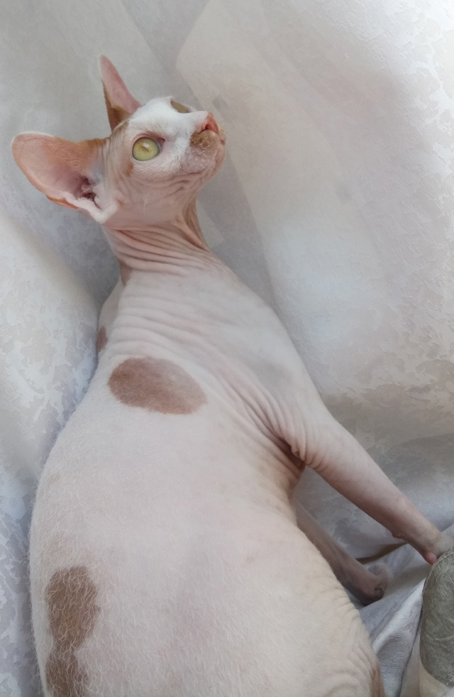 Наша кошевна - Марусевна