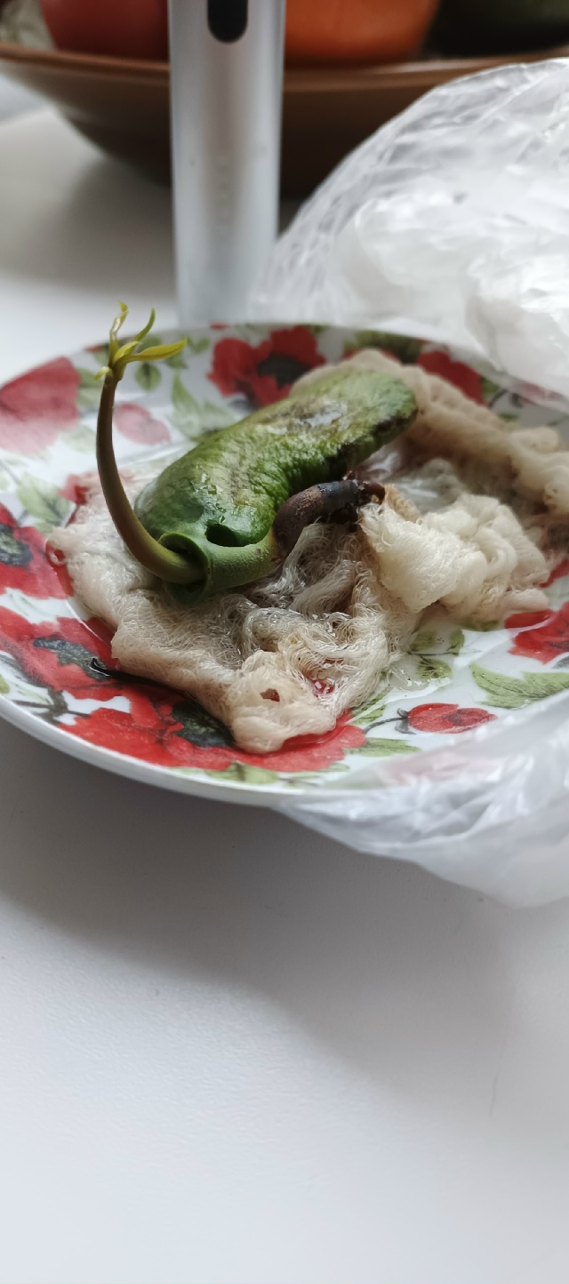 Отдам даром. Пророщенное манго. Готов к посадке