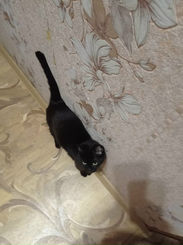 Хочу отдать кошку в добрые руки, здоровая, зовут Муся, 6 ...
