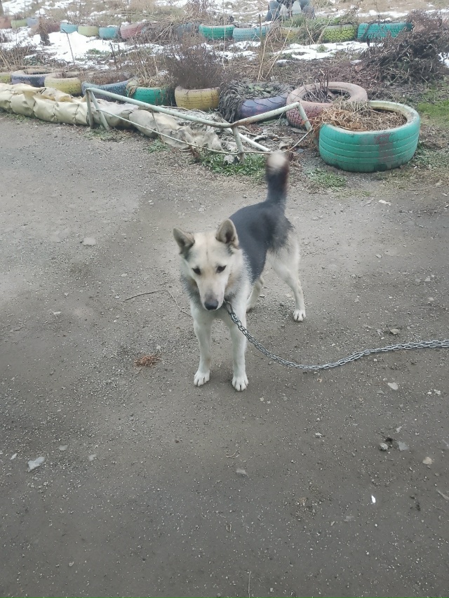 Чья собака кто потерял