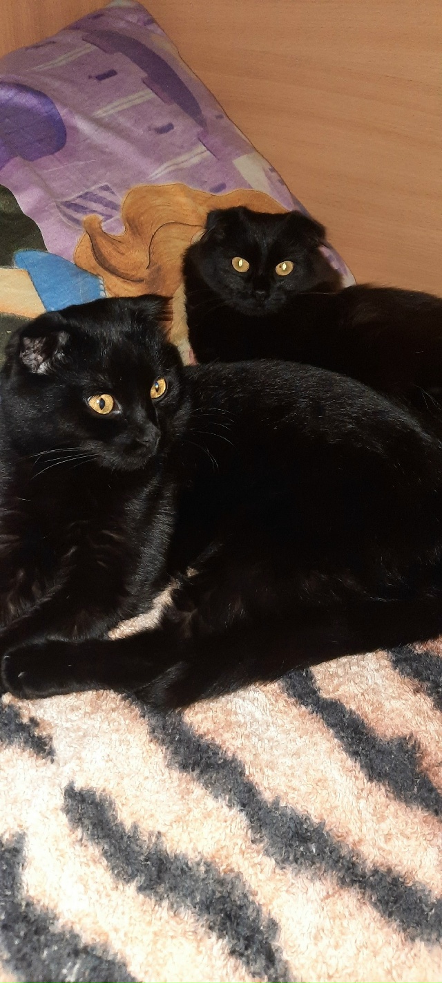 Здравствуйте, все еще не теряем надежду найти нашу вис?...