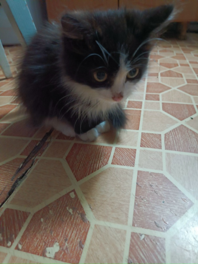 Чей котенок на Ленина 30 пришел