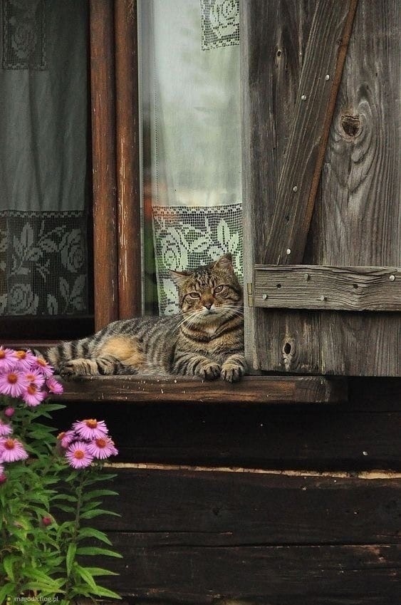 Присылаем своих пушистых