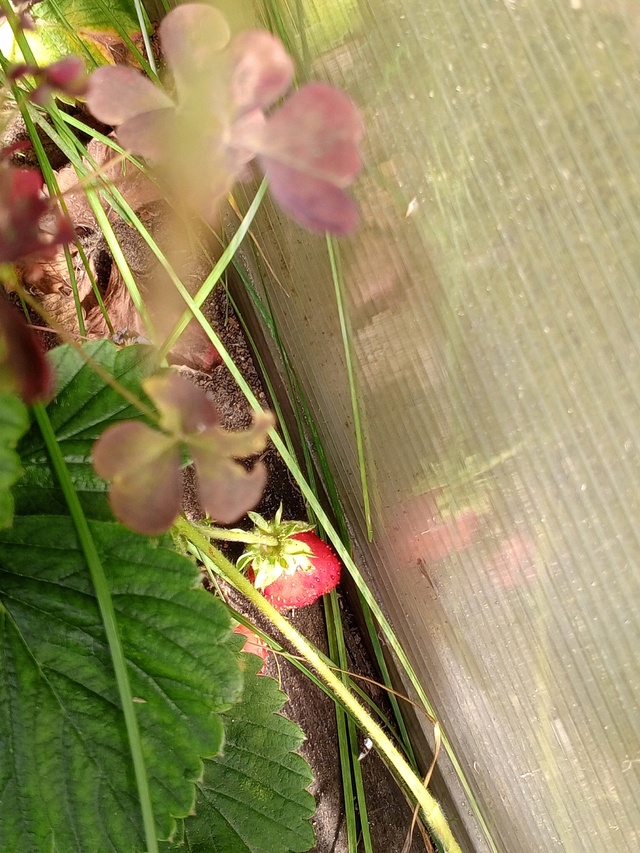 Как начал на прошлой недели подчищать заросли ивы, так ...