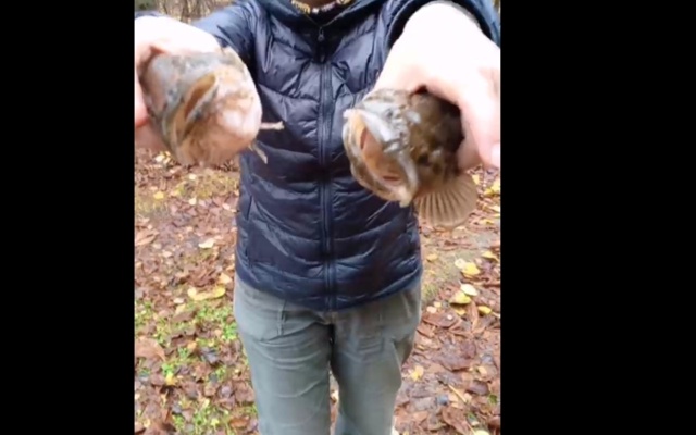 🐟 Сегодняшняя охота на крупных ротанов. Анон