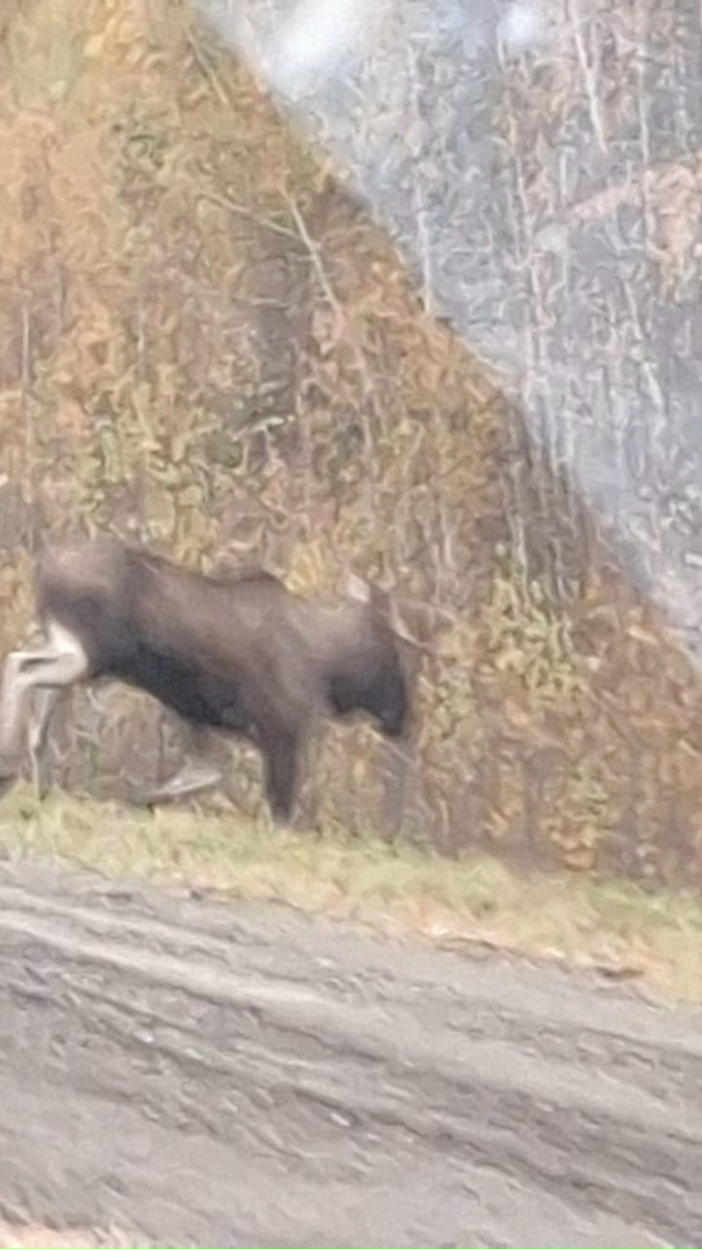 Лось попался под Нижней Турой, успел затормозить, лось ...