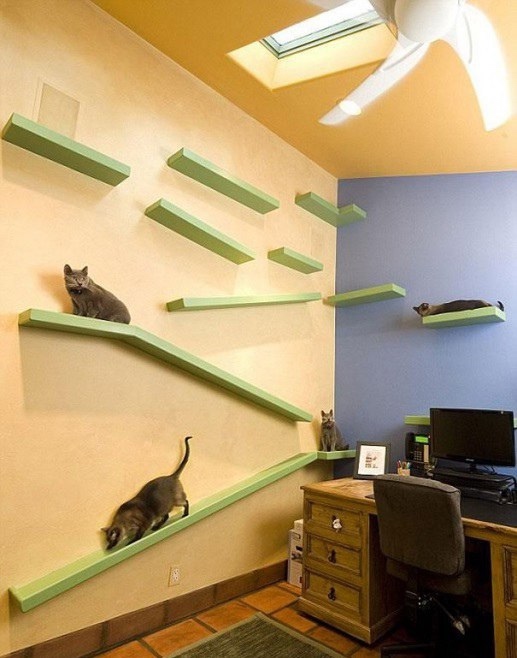 А что сделал ты для своей котейки?