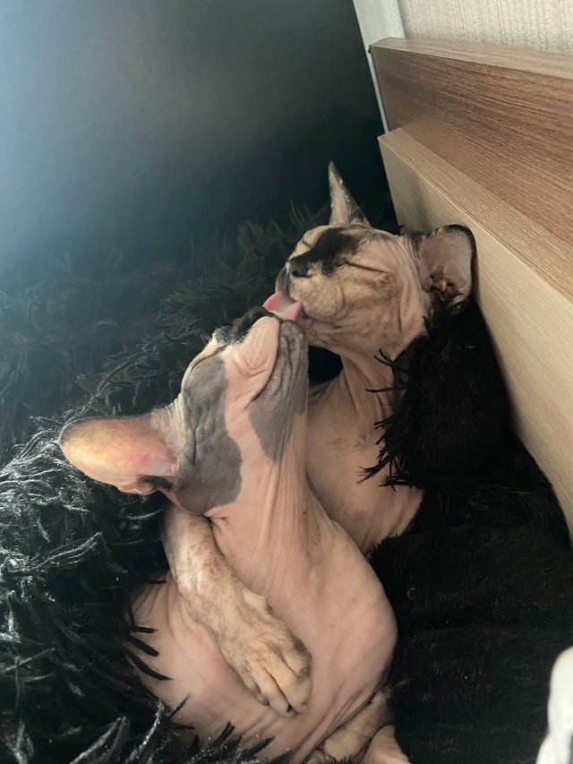 Мои всратые девочки❤️