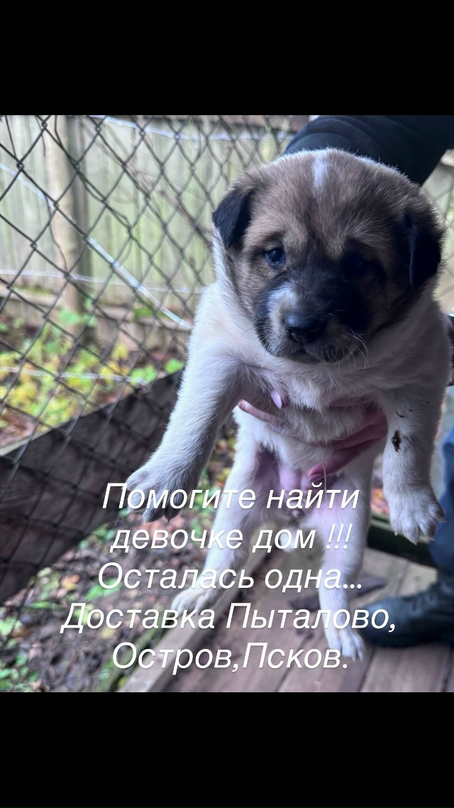 Бездомна собака принесла нам такой подарок .
Помогите ...