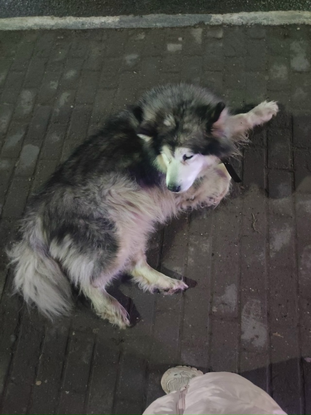 Домашняя собака на остановке пл. Чайковского со сторон...