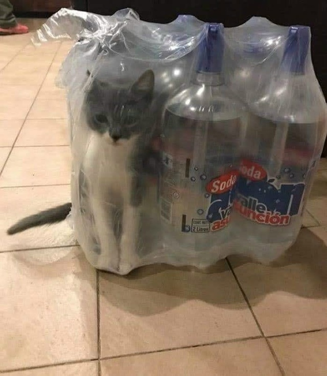 Потерял Симбу.😂😂😂