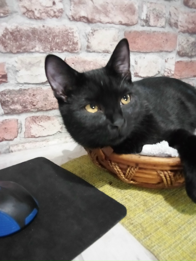 Из гадкого утёнка в чёрного принца 😍 особенный Малеви...