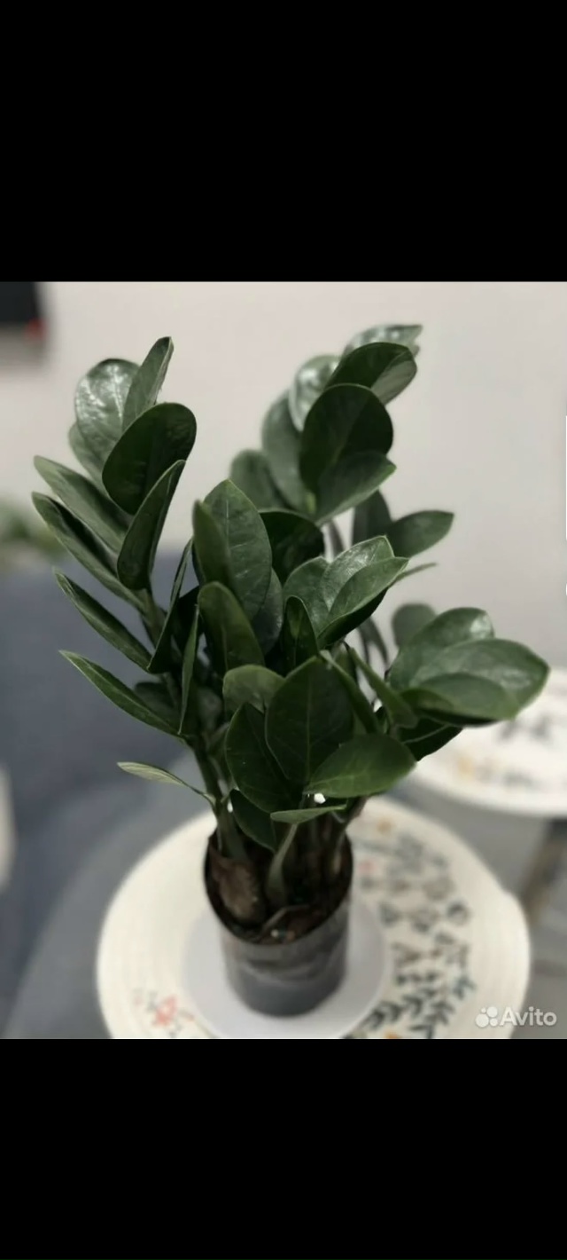 Добрый день ☀️
Приму в дар или куплю недорого замиоку?...