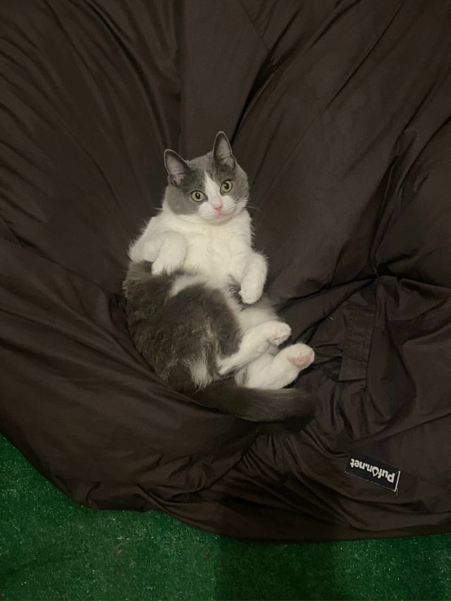 Балконный осенний чилл ?
#мурёнакошечка