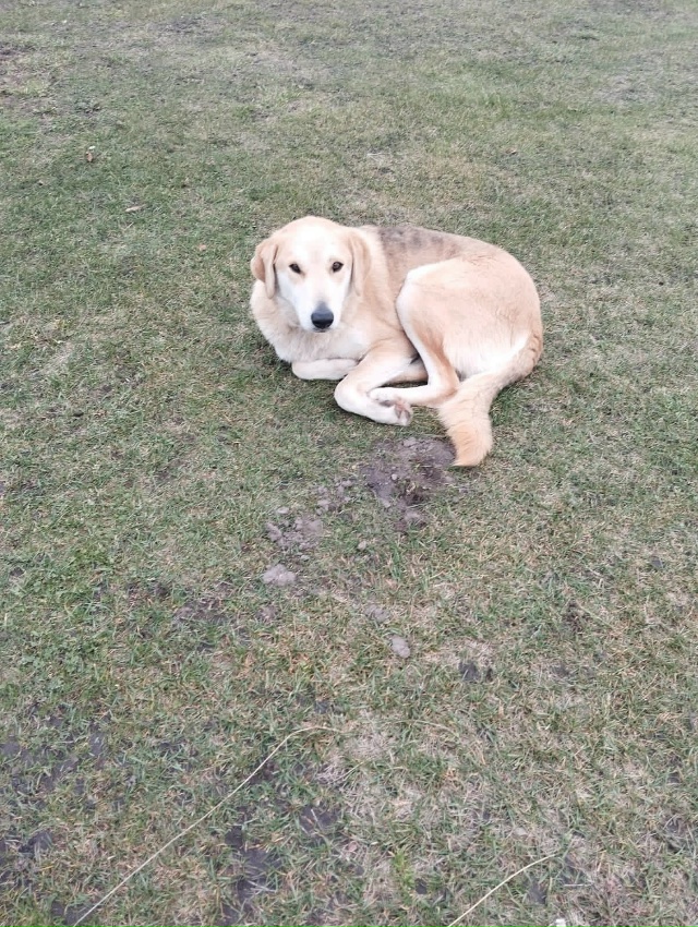 Ищу хозяина собаки Прибилась к дому в Людиновском райо...