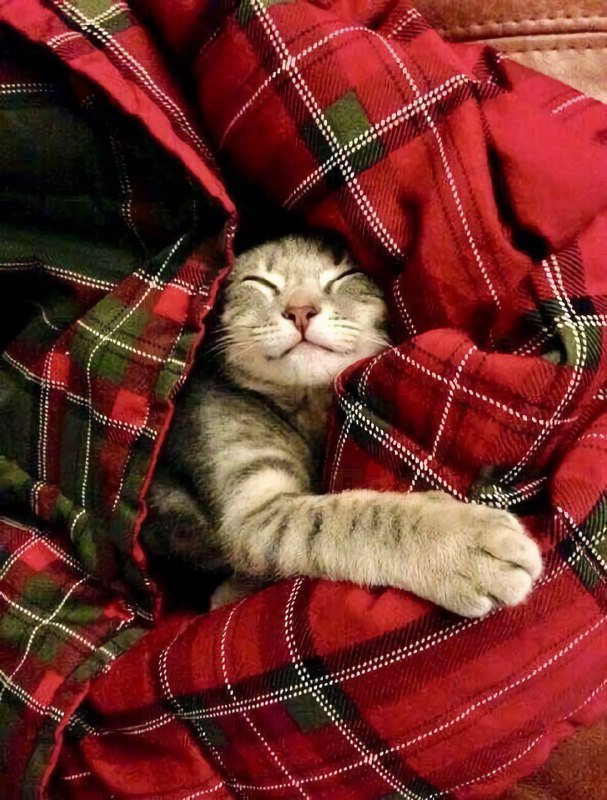 Сегодня отмечается День кутания в пледы