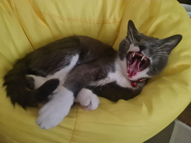 Подборка зевающих хвостиков 🥱🐈‍⬛🐈