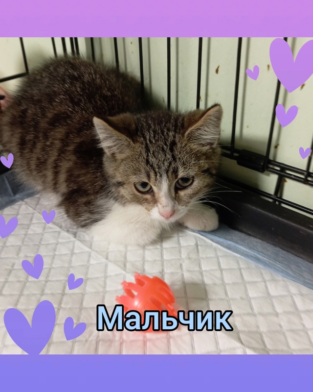 ❗Кировск, Лен. Обл. ❗
➡️Новенькие котята с ул. Пионерс...