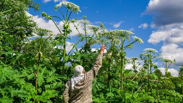 В России увеличат штрафы за опасные растения на участк...