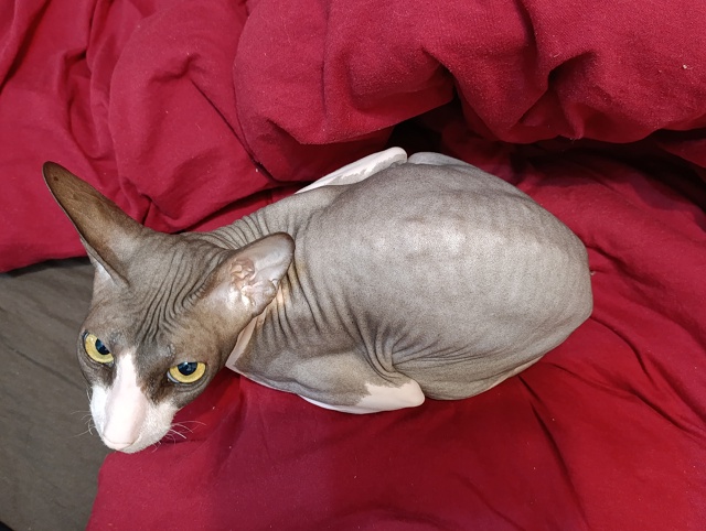 У меня дома живёт яйцо.
Как бы вы назвали его? Мне кажет...