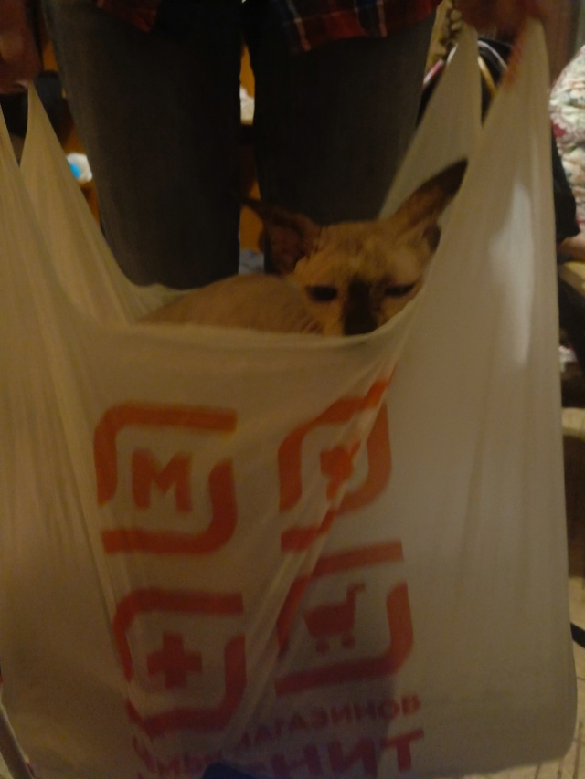 Всратыш Агата. Любит шуршать пакетами, кусаться и спат?...