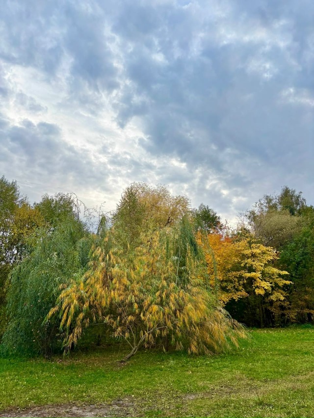 🍁 Красочная осень в Балашихе