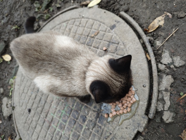 ❗❗❗Здравствуйте. Бегает домашний кот с ошейником, ок?...